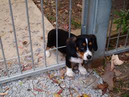 stuckpuppy